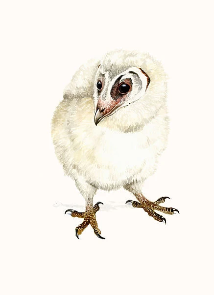 Barn Owl (Tyto alba) chick one month old