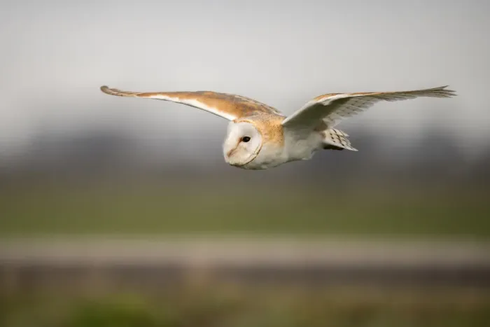 Framed Print : Barn Owl (Tyto Alba) in flight at daytime above the feelds, Kamperveen, Gelderland Framed Print : Barn Owl (Tyto Alba) in flight at daytime above the feelds, Kamperveen, Gelderland