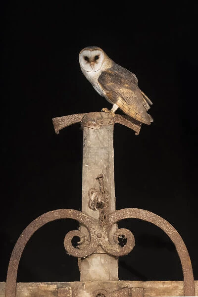 Barn Owl (Tyto alba) male perched on old farm tool and looking at the camera, The Netherlands