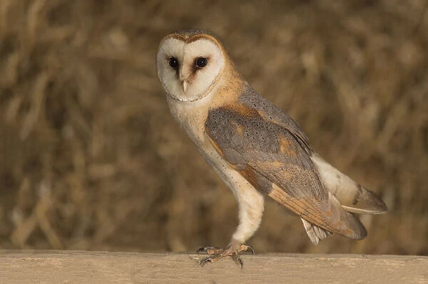 Barn Owl (Tyto alba) male standing in a barn with straw in the background, The Netherlands