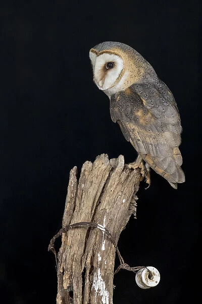 Barn Owl (Tyto alba) perched on top of a wooden fence pole in the dark night, Lochem, Gelderland, The Netherlands