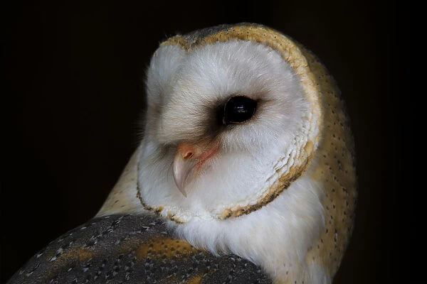 Barn Owl (Tyto alba) portrait, looking over shoulder to camera, Kamperveen, Overijssel