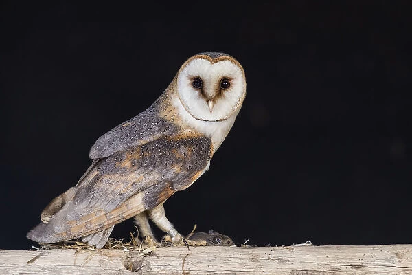 Barn Owl (Tyto alba) standing on top of a beam in a barn with its prey, Lochem, Gelderland, The Netherlands