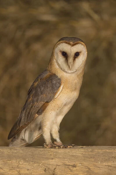 Barn Owl (Tyto alba) standing on a wooden beam in a barn, The Netherlands