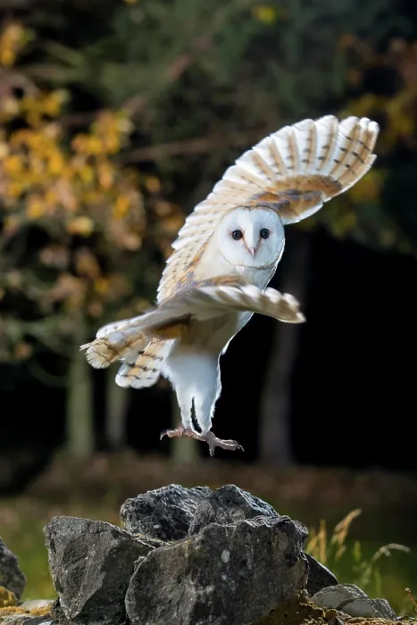 Framed Print : Barn Owl (Tyto alba) taking flight at night, Lee Valley, England, United Kingdom Framed Print : Barn Owl (Tyto alba) taking flight at night, Lee Valley, England, United Kingdom