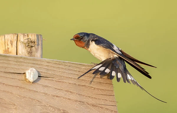 Barn Swallow (Hirundo rustica) stretching its wings while resting on a wooden fence in a