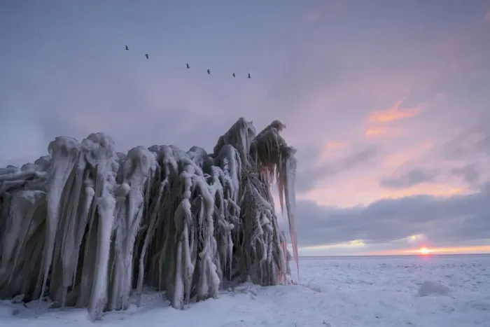 Framed Print : Barnacle Geese (Branta leucopsis) flying over ice sculptures of frozen vegetation at sunrise - Winner in the Landscape, Weather and Natural Phenomena category of the Groene Camera 2022 photo contest, Markermeer, Warder, Noord-Holland