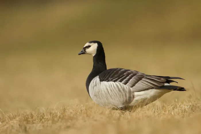 Framed Print : Barnacle Goose (Branta leucopsis), Bavaria, Germany