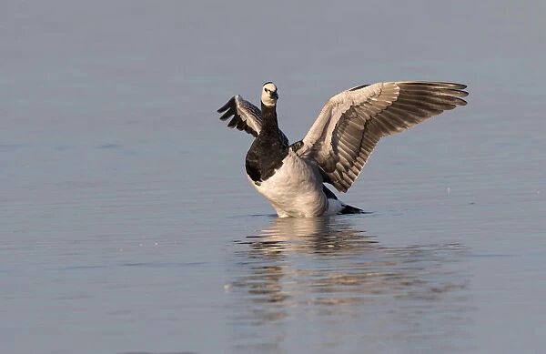 Barnacle Goose (Branta leucopsis) stretching its wings, Oostvaarsersplassen, The