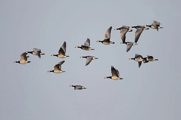 Barnacle Goose (Branta leucopsis) large group in flight against the sky, Lauwersmeer, Ezumakeeg, The Netherlands