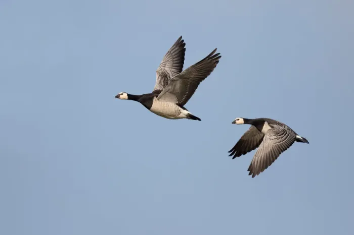 Framed Print : Barnacle Goose (Branta leucopsis) couple in flight against the sky, Lauwersmeer, Ezumakeeg Framed Print : Barnacle Goose (Branta leucopsis) couple in flight against the sky, Lauwersmeer, Ezumakeeg