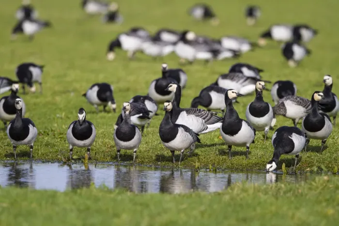 Framed Print : Barnacle Goose (Branta leucopsis) foraging, The Netherlands Framed Print : Barnacle Goose (Branta leucopsis) foraging, The Netherlands
