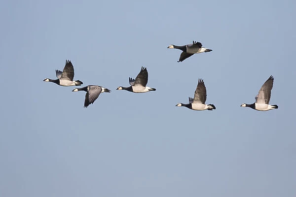 Barnacle Goose (Branta leucopsis) group in flight, polder Arkemheen, The Netherlands