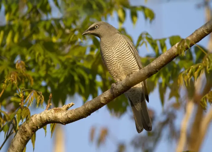 Framed Print : Barred Cuckooshrike (Coracina lineata), Queensland, Australia