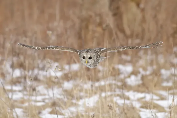 Framed Print : Barred Owl (Strix varia) flying, Ontario, Canada Framed Print : Barred Owl (Strix varia) flying, Ontario, Canada