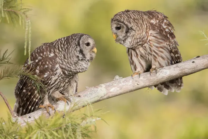 Framed Print : Barred Owl (Strix varia) pair, Florida, USA Framed Print : Barred Owl (Strix varia) pair, Florida, USA