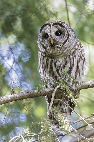 Barred Owl (Strix varia) perched on a branch, British Columbia, Canada