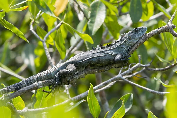 Basking Utila Spiny-tailed Iguana (Ctenosaura bakeri) adult, Utila, Honduras