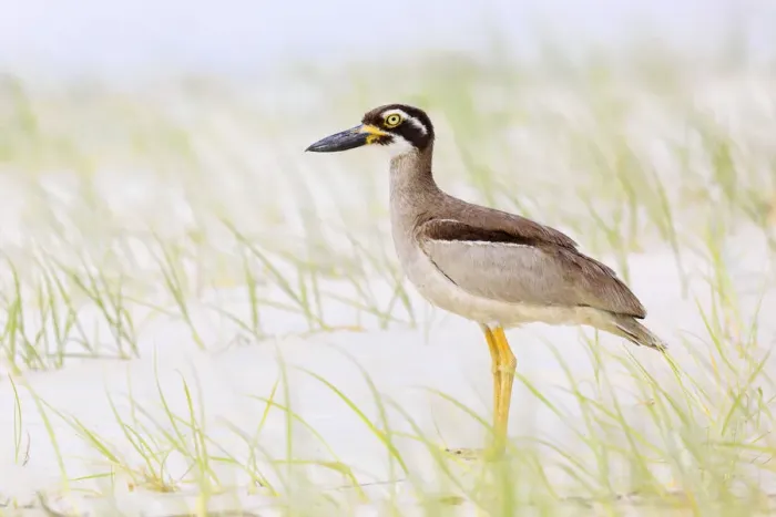 Framed Print : Beach Stone-curlew (Esacus magnirostris), Queensland, Australia Framed Print : Beach Stone-curlew (Esacus magnirostris), Queensland, Australia