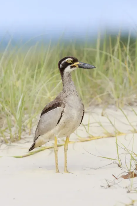 Framed Print : Beach Stone-curlew (Esacus magnirostris), Queensland, Australia