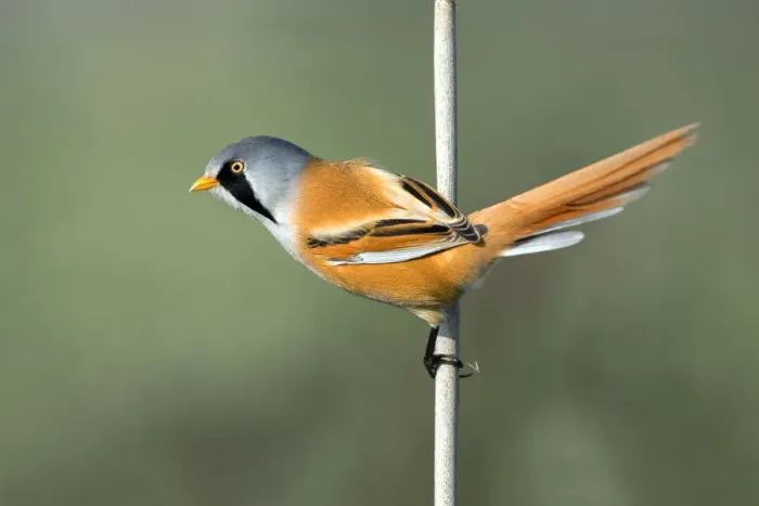 Framed Print : Bearded Tit (Panurus Biarmicus) Adult male perched on a reed stem and looking at camera Framed Print : Bearded Tit (Panurus Biarmicus) Adult male perched on a reed stem and looking at camera