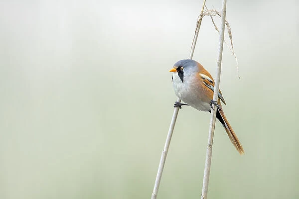 Bearded Tit (Panurus Biarmicus) male perched between two reed stems and looking at camera, Roggebotzand, Ketelhaven, Flevoland, The Netherlands
