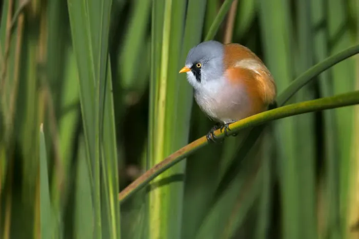 Framed Print : Bearded Tit (Panurus biarmicus) male perched on a reed stem and looking at camera Framed Print : Bearded Tit (Panurus biarmicus) male perched on a reed stem and looking at camera