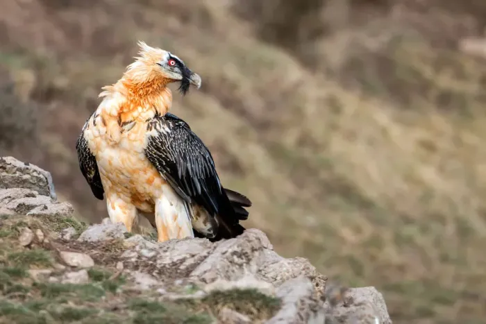 Framed Print : Bearded Vulture (Gypaetus barbatus), Catalonia, Spain Framed Print : Bearded Vulture (Gypaetus barbatus), Catalonia, Spain