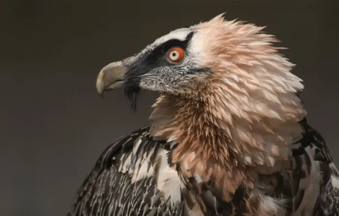Framed Print : Bearded Vulture (Gypaetus barbatus) captive, Lower Saxony, Germany Framed Print : Bearded Vulture (Gypaetus barbatus) captive, Lower Saxony, Germany