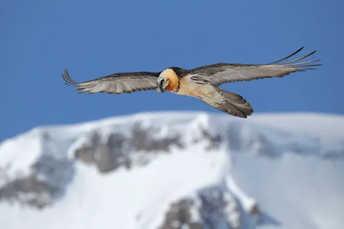 Framed Print : Bearded Vulture (Gypaetus barbatus) flying, Valais, Switzerland Framed Print : Bearded Vulture (Gypaetus barbatus) flying, Valais, Switzerland