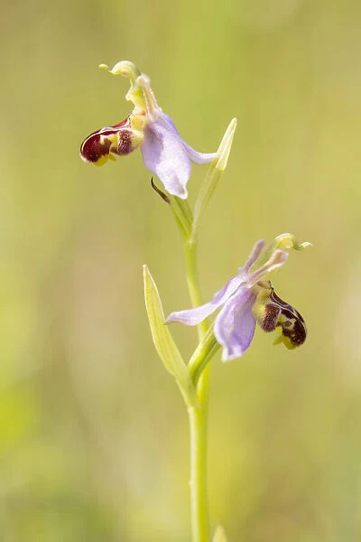 Bee Orchid (Ophrys apifera) flowering in grassland, Lauwersmeer National Park, Groningen, The Netherlands