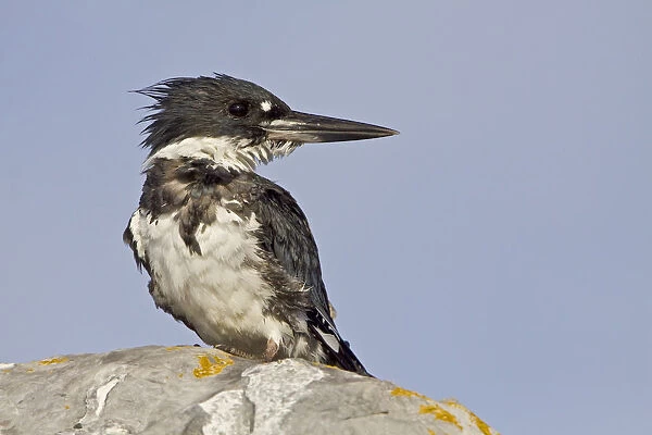 Belted Kingfisher (Megaceryle alcyon), British Columbia, Canada
