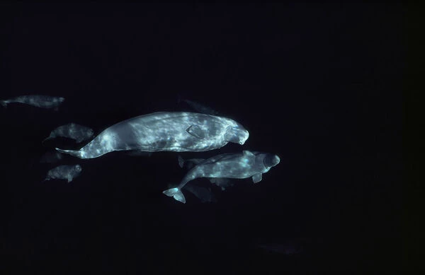 Beluga (Delphinapterus leucas) group underwater