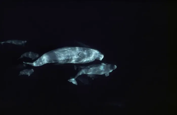 Framed Print : Beluga (Delphinapterus leucas) group underwater Framed Print : Beluga (Delphinapterus leucas) group underwater