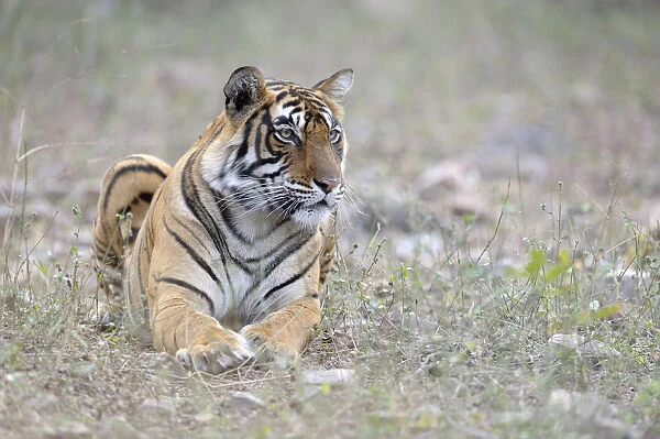 Bengal Tiger lying in grass, India, Rajasthan, Sawai Madhopur