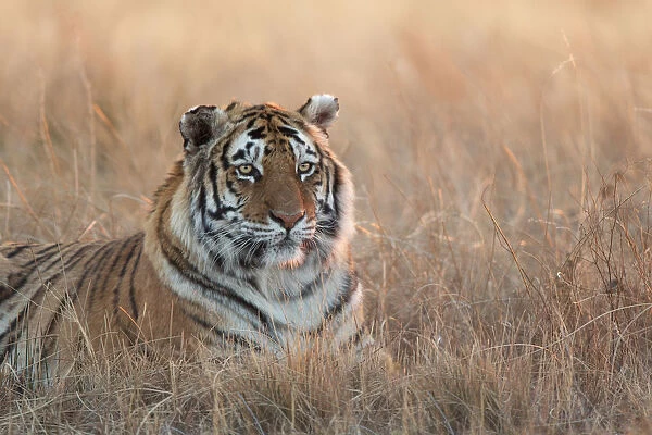 Bengal Tiger (Panthera tigris) adult portrait in morning light, captive, Philippolis