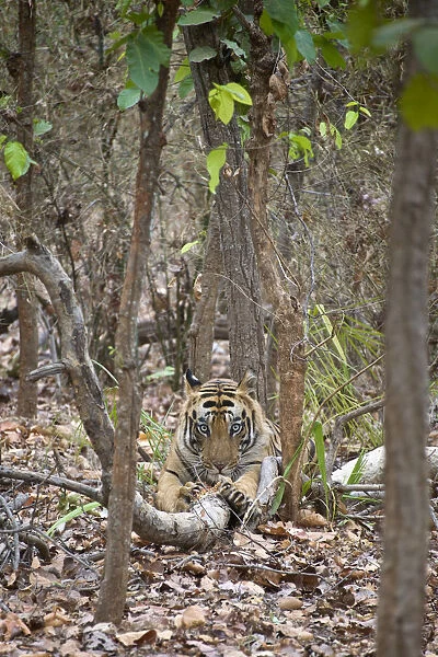 Bengal Tiger (Panthera tigris tigris) male scratching log, Bandhavgarh National Park