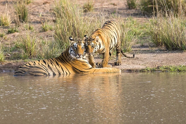 Bengal tiger (Panthera tigris tigris) mother with cub at edge of pool, India