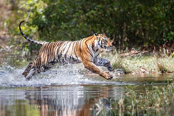 Bengal Tiger (Panthera tigris tigris) running through the water