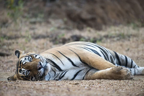 Bengal tiger (Panthera tigris tigris) lying on track, India, Rajasthan