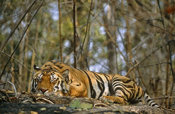 Bengal tiger (Panthera tigris tigris) sleeping on rock in forest, India, Madhya Pradesh