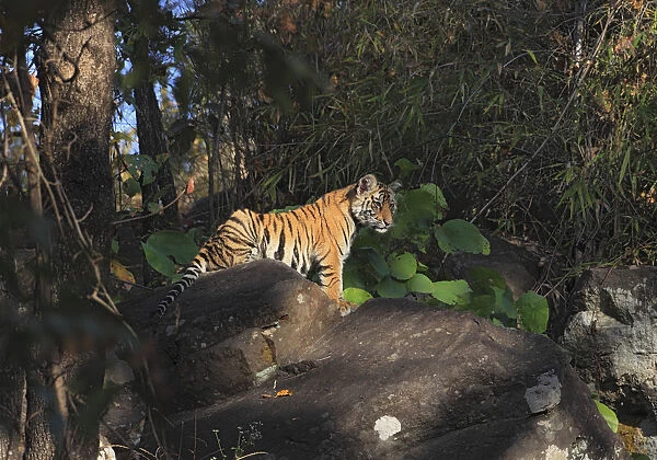 Bengal Tiger (Panthera tigris tigris) cub in front of the den, India