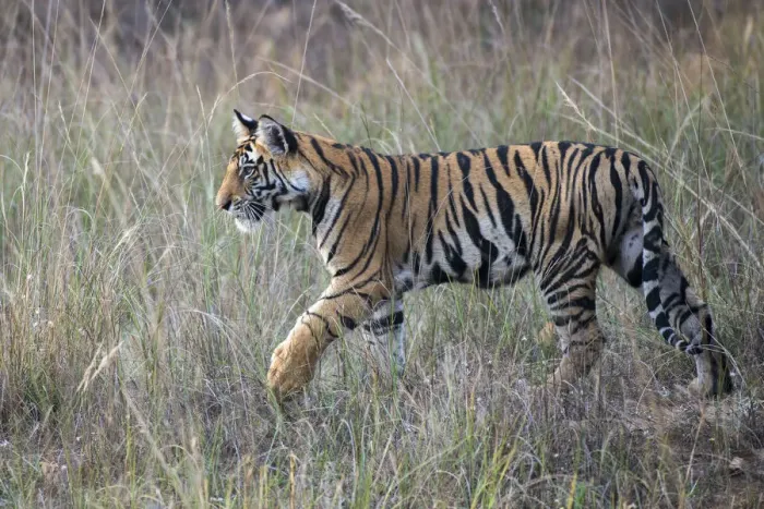 Framed Print : Bengal Tiger (Panthera tigris tigris) cub in long grasses, India, Madhya Pradesh Framed Print : Bengal Tiger (Panthera tigris tigris) cub in long grasses, India, Madhya Pradesh