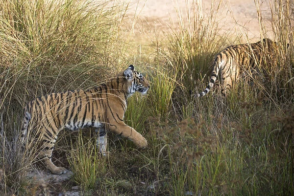 Bengal tiger (Panthera tigris tigris) cubs on the move, India, Rajasthan