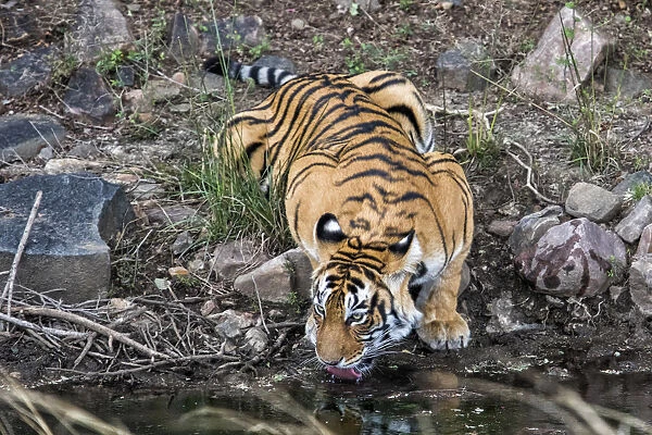 Bengal Tiger (Panthera tigris tigris) drinking, Ranthambore National Park, Rajasthan
