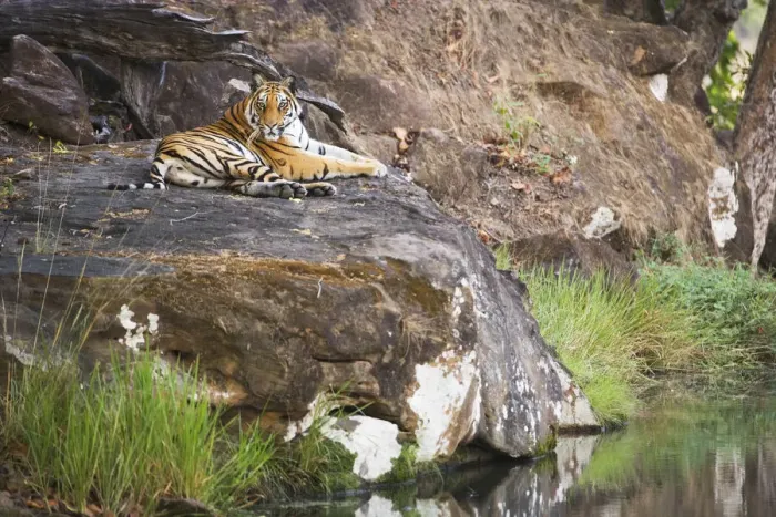 Framed Print : Bengal tiger (Panthera tigris tigris) laying on a rock overlooking water hole, India Framed Print : Bengal tiger (Panthera tigris tigris) laying on a rock overlooking water hole, India