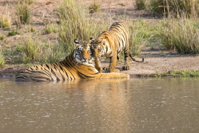 Framed Print : Bengal tiger (Panthera tigris tigris) mother with cub at edge of pool, India Framed Print : Bengal tiger (Panthera tigris tigris) mother with cub at edge of pool, India