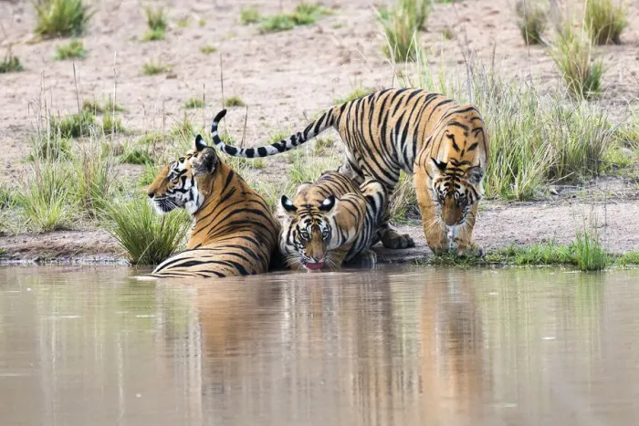 Framed Print : Bengal tiger (Panthera tigris tigris) mother with cubs at edge of pool, India Framed Print : Bengal tiger (Panthera tigris tigris) mother with cubs at edge of pool, India