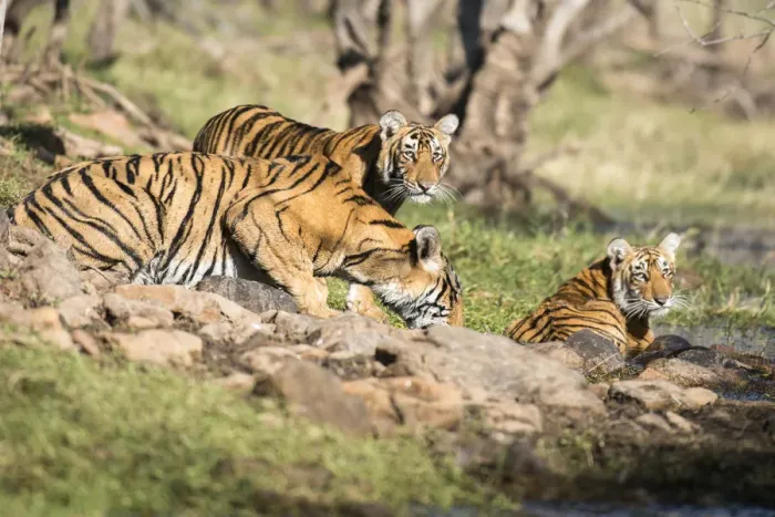 Framed Print : Bengal tiger (Panthera tigris tigris) mother drinking with cubs, India, Rajasthan Framed Print : Bengal tiger (Panthera tigris tigris) mother drinking with cubs, India, Rajasthan