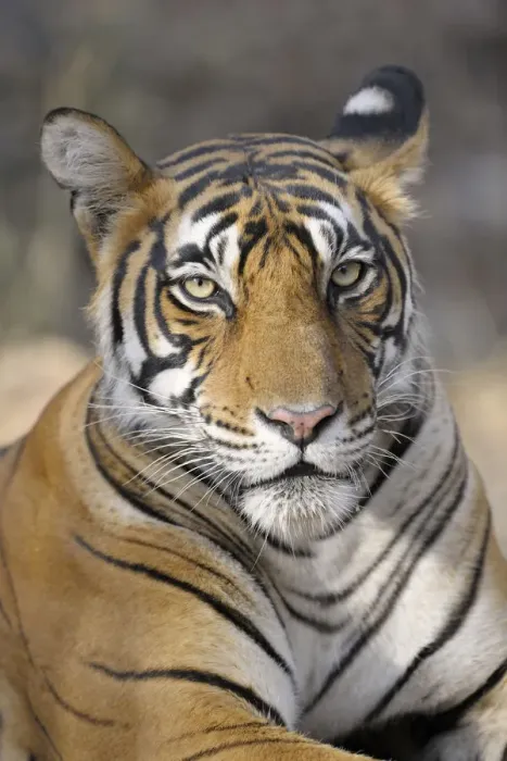Framed Print : Bengal Tiger (Panthera tigris tigris) portrait, India, Rajasthan, Sawai Madhopur Framed Print : Bengal Tiger (Panthera tigris tigris) portrait, India, Rajasthan, Sawai Madhopur